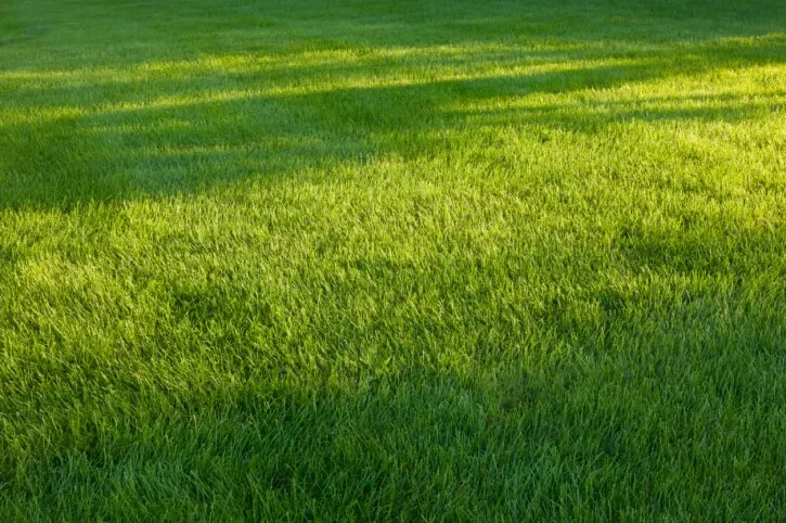 tips for cleaning up your yard