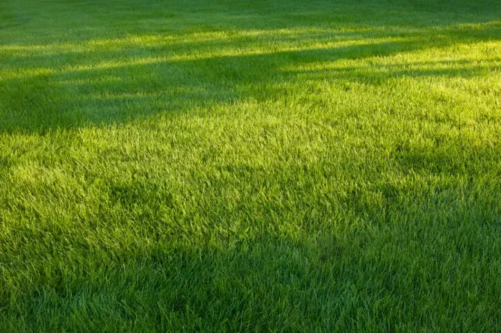 tips for cleaning up your yard