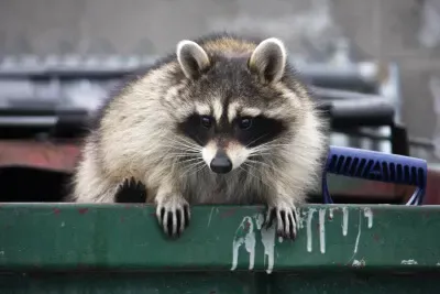 tips for keeping pests away from your rolloff dumpster